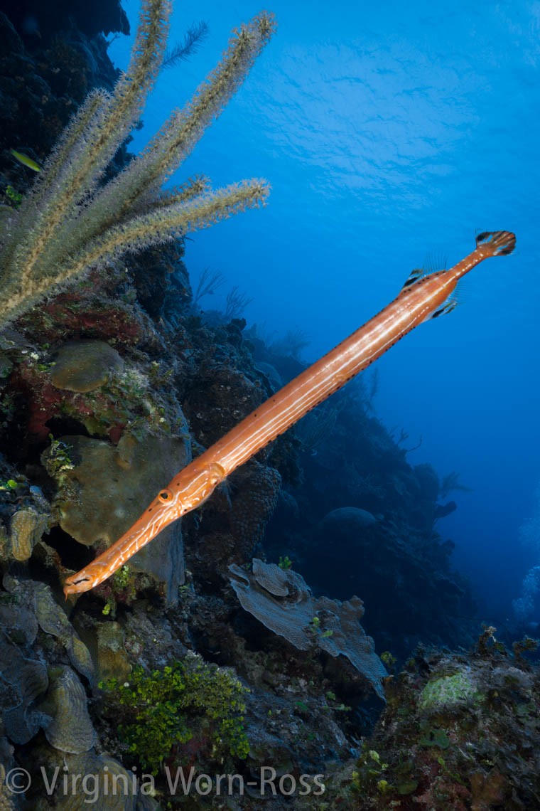 20151129_LittleCayman_4466