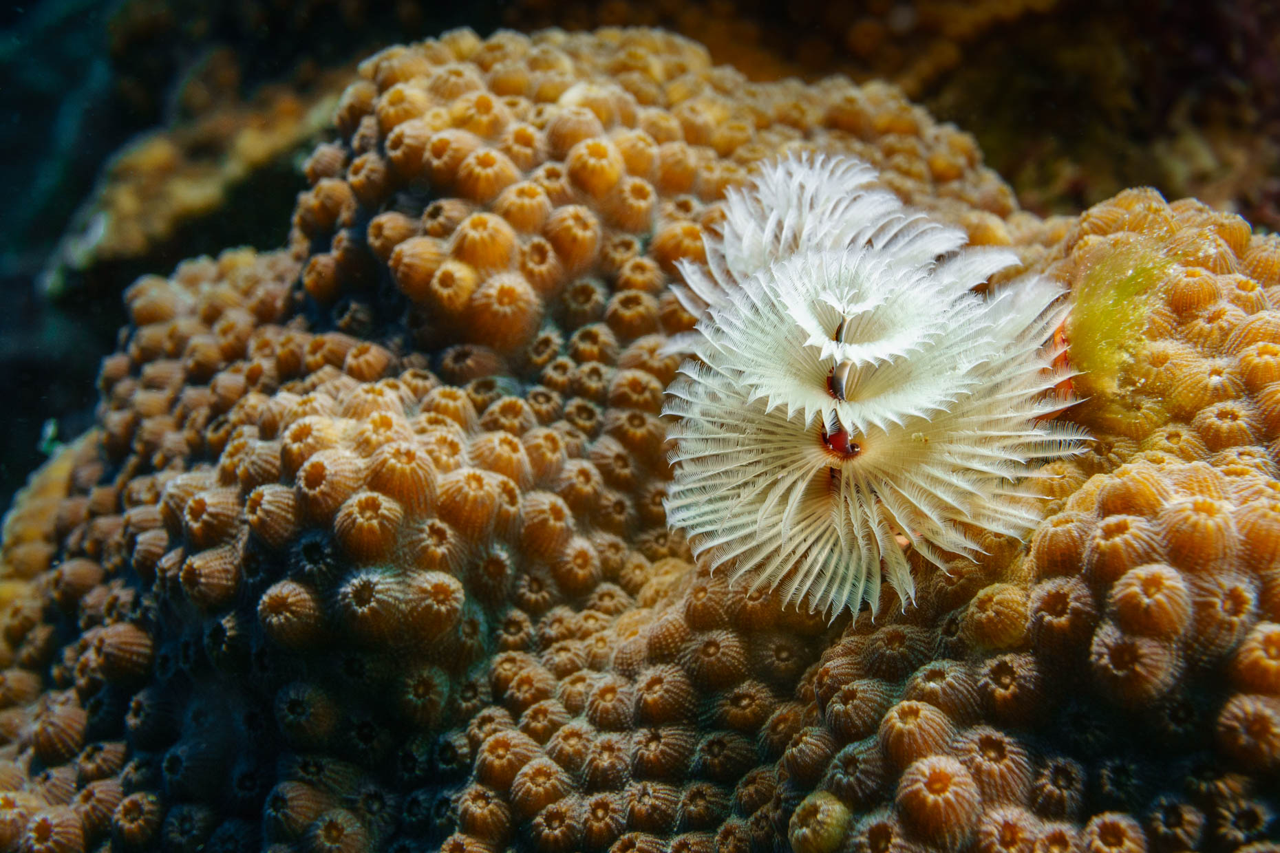 20151223_Bonaire_5784-Edit